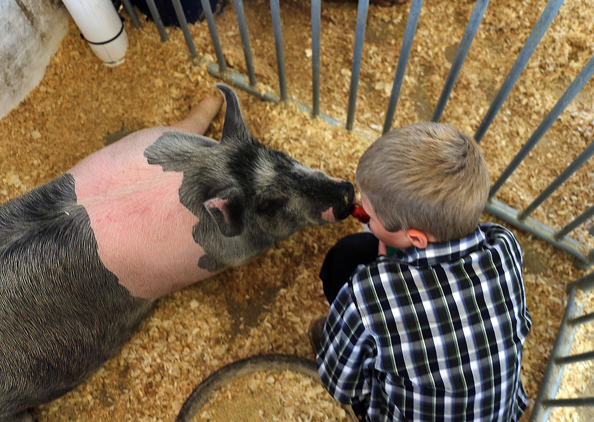 Beau Cates hangs out with his pig, Chris P. Bacon, at the Bonner County Fair on Wednesday. Cates is a member of the Gold 'n' Grouse 4-H Club.