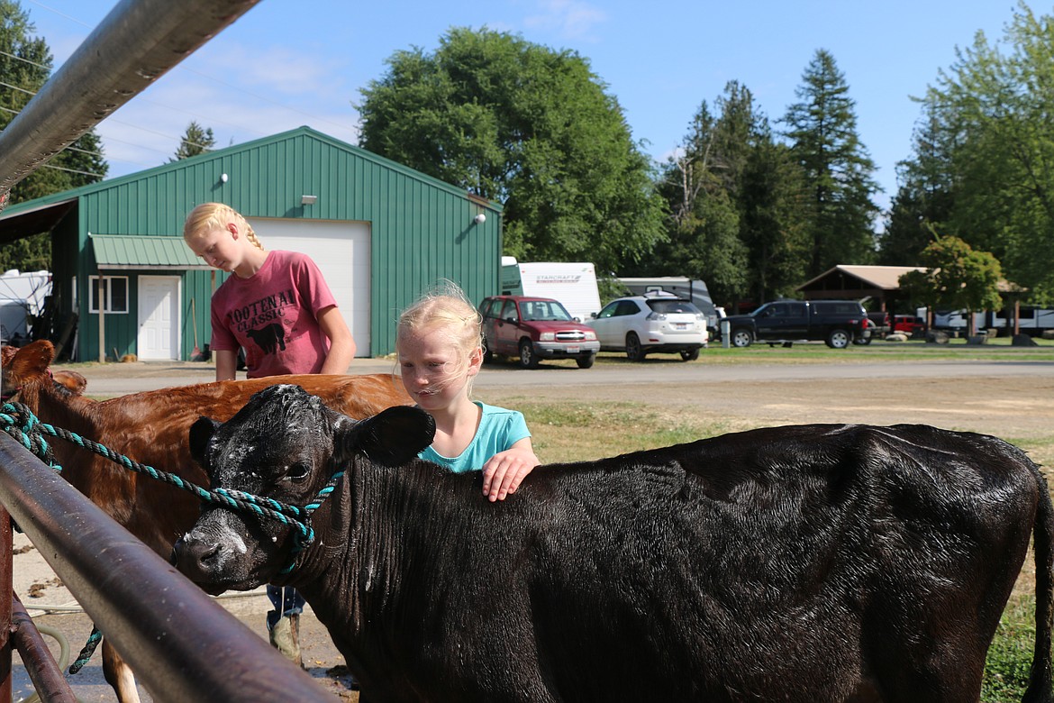 Moriah Barnhart, background, and Kaydee Barnhart, pictured in the foreground, wash their dattle at the Bonner County Fair on Wednesday.