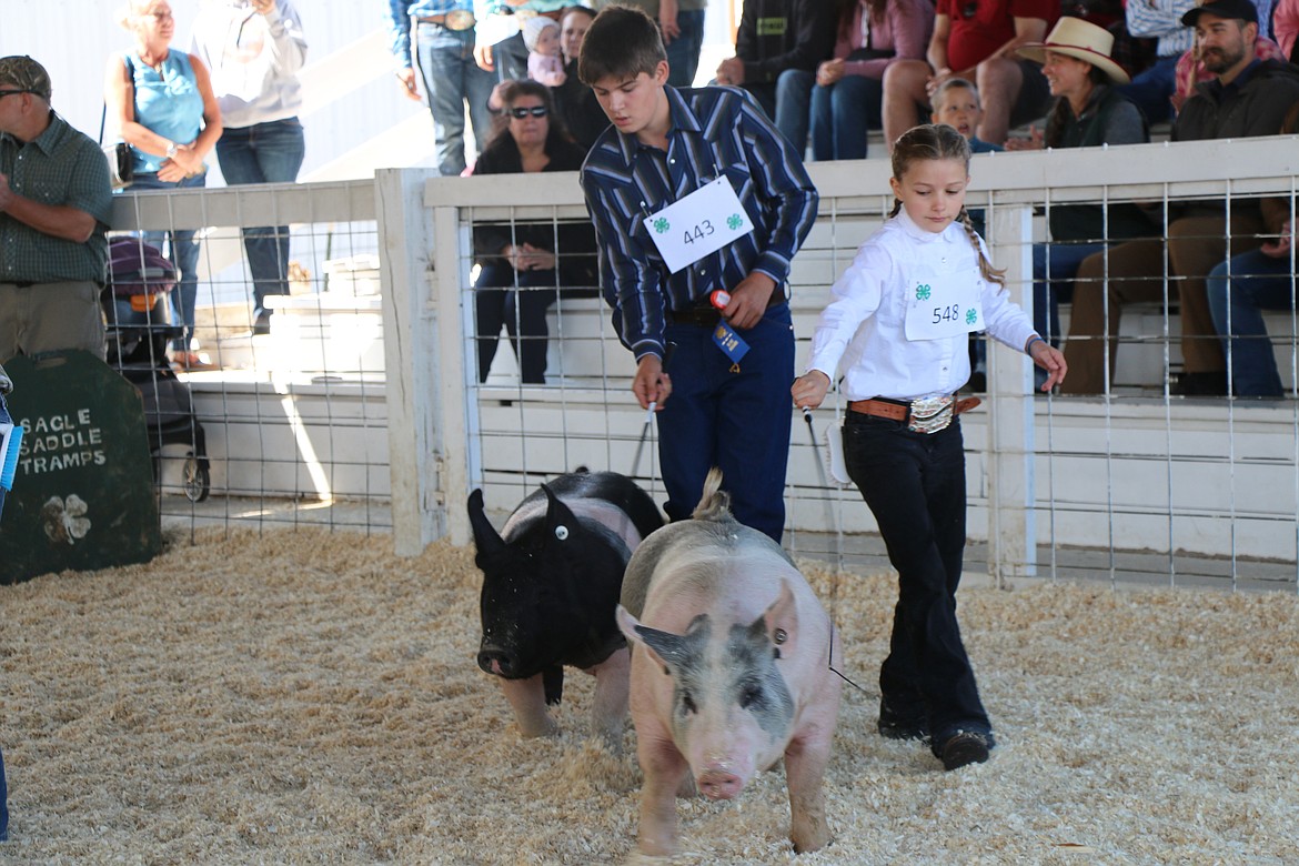 Local 4-H’ers manuever their swine around the arena during a competition at the Bonner County Fair on Wednesday.