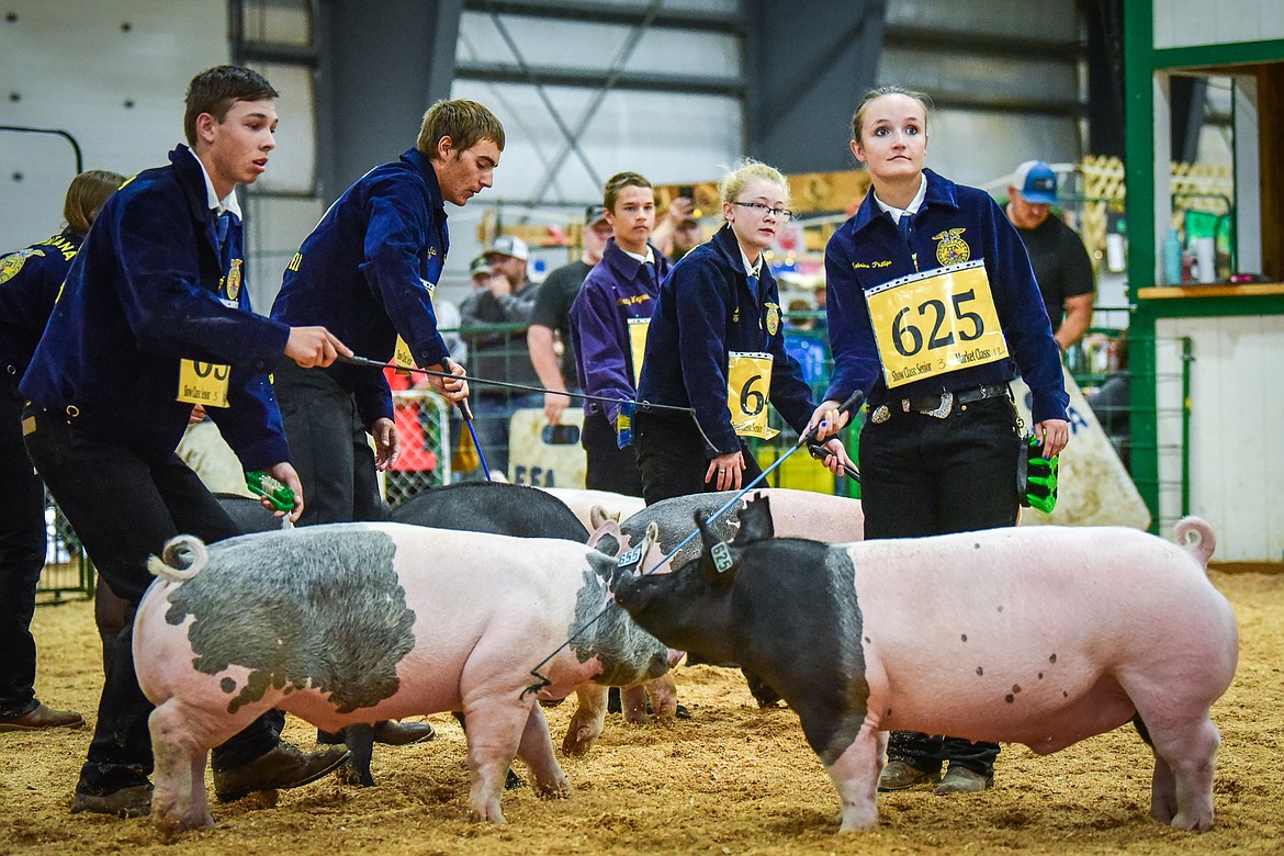 Contestants guide their pigs in front of judge Brett Moriarty during Swine Showmanship and Market Swine Judging at the Northwest Montana Fair on Wednesday, Aug. 18. (Casey Kreider/Daily Inter Lake)