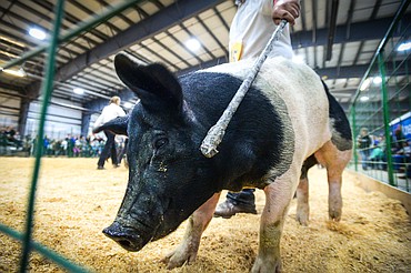 A pig is guided around the arena during Swine Showmanship and Market Swine Judging at the Northwest Montana Fair on Wednesday, Aug. 18. (Casey Kreider/Daily Inter Lake)