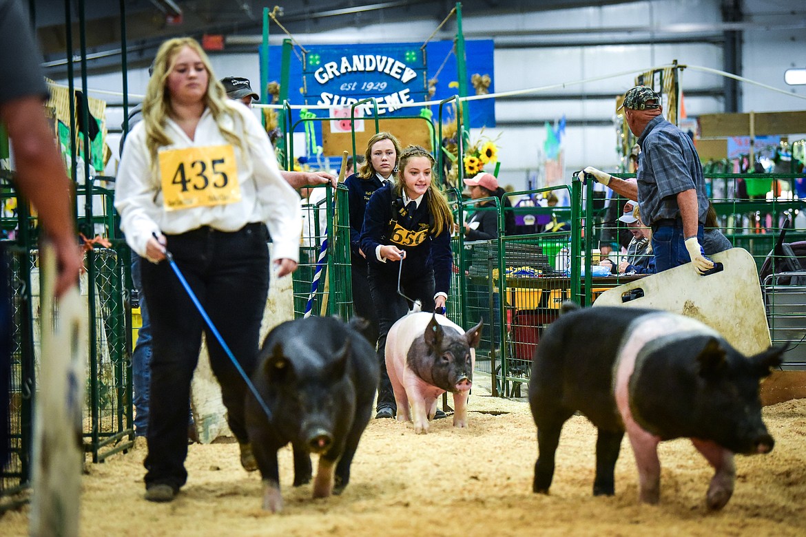 Contestants guide their pigs in front of judge Brett Moriarty during Swine Showmanship and Market Swine Judging at the Northwest Montana Fair on Wednesday, Aug. 18. (Casey Kreider/Daily Inter Lake)
