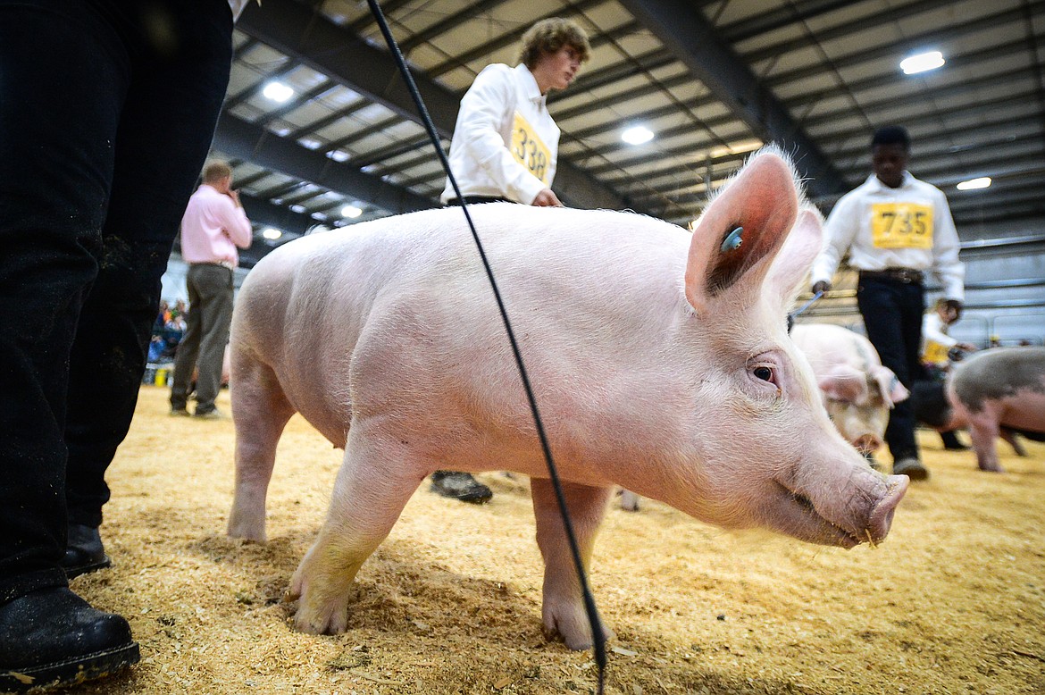 A pig is guided around the arena during Swine Showmanship and Market Swine Judging at the Northwest Montana Fair on Wednesday, Aug. 18. (Casey Kreider/Daily Inter Lake)