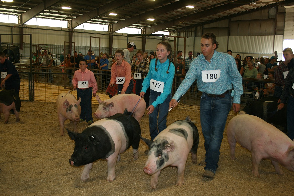 Participants show during the swine market class competition Wednesday at the Grant County Fair.