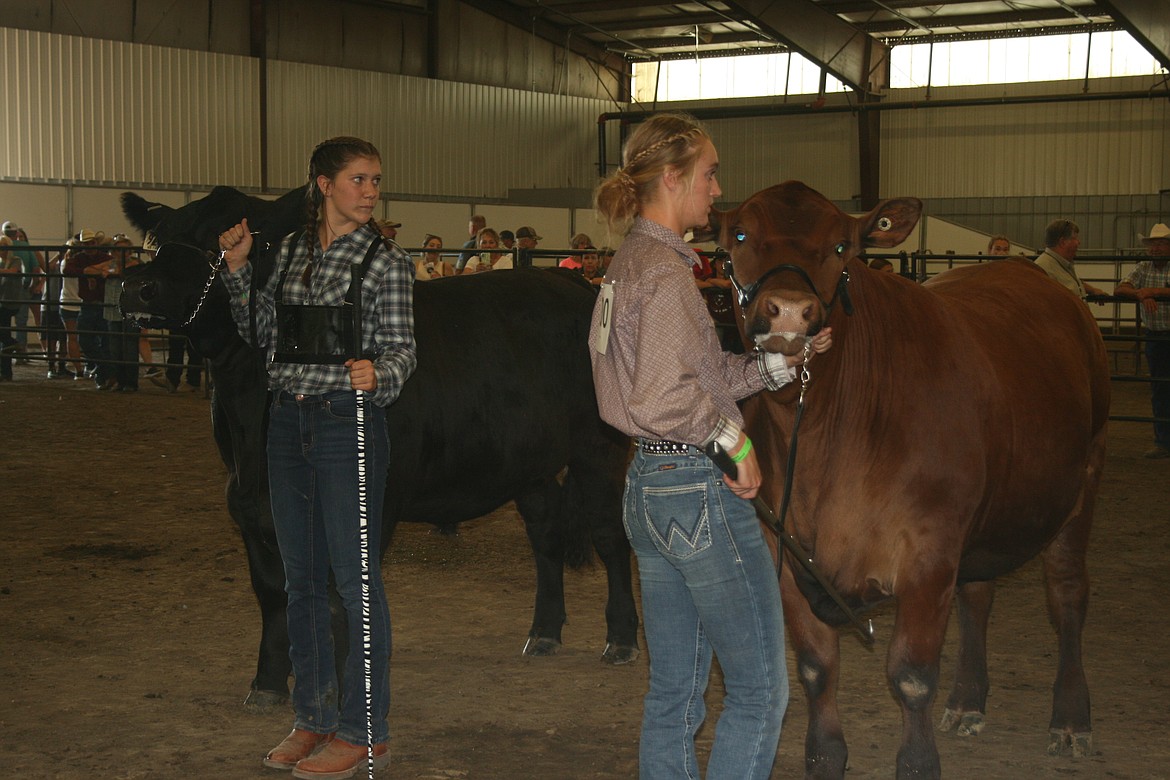Participants in Wednesday’s steer market class at the Grant County Fair watch the judge.