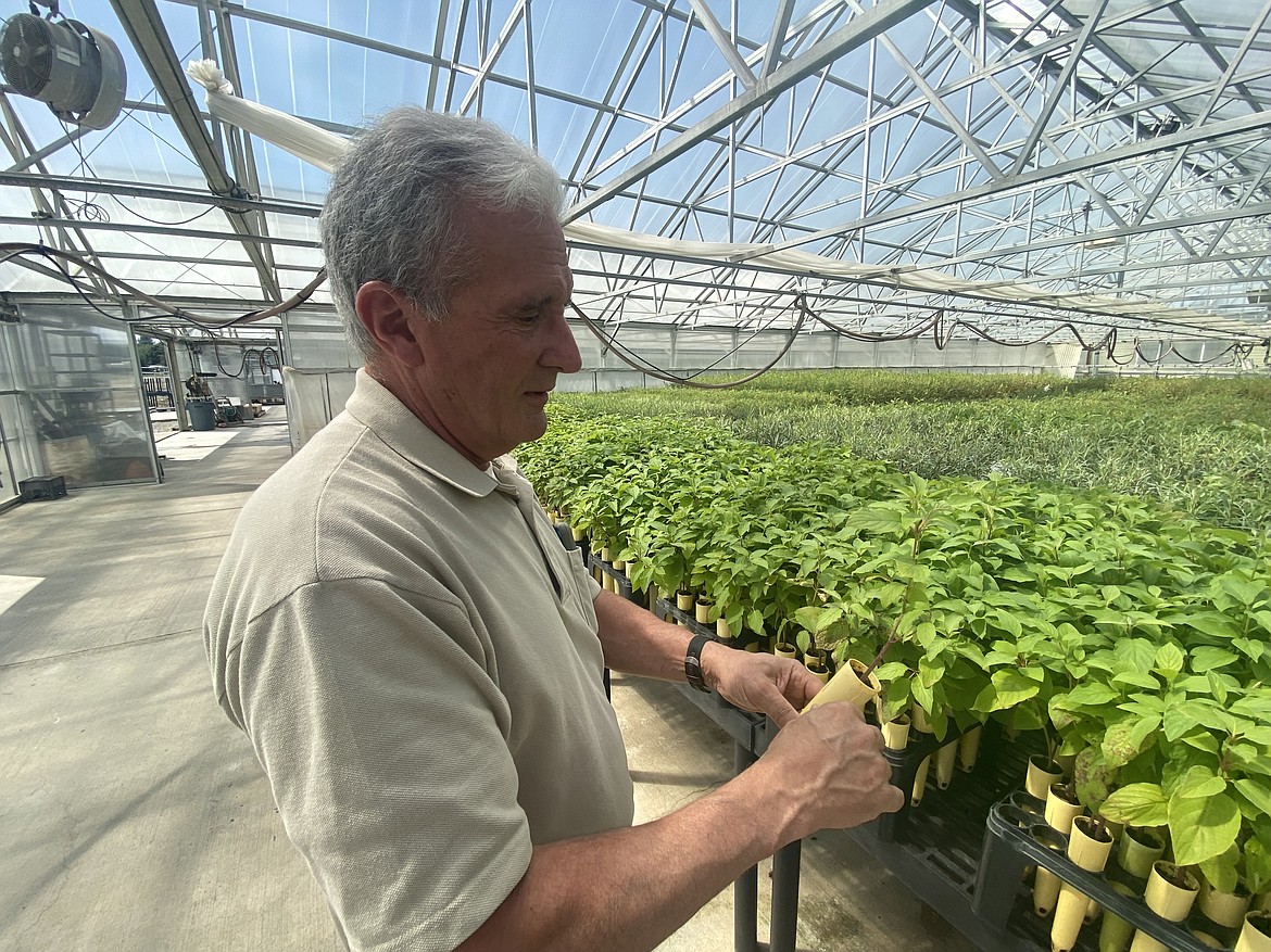 As a branch of the U.S. Forest Service and U.S. Department of Agriculture, the Coeur d'Alene Nursery is a leader in reforestation and restoration efforts across the Northwest. The facility grows about 5 million seedlings annually, including the one held by nursery superintendent Aram Eramian. (MADISON HARDY/Press)