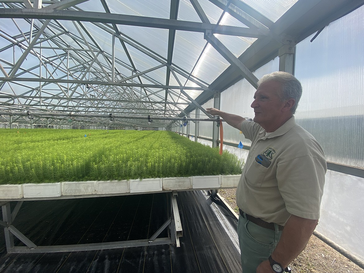 Coeur d'Alene Nursery Superintendent Aram Eramian looks out over a greenhouse full of saplings currently being raised at the facility. (MADISON HARDY/Press)