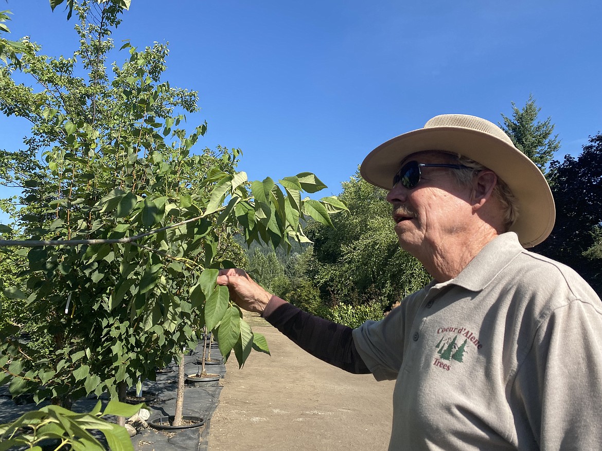 Mark Fisher, owner of CDA Trees in Dalton Gardens, overlooks his crop which have braved a hot Kootenai County summer. (MADISON HARDY/Press)