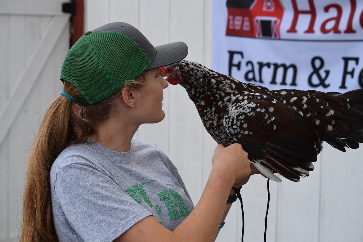 Clairese Snyder, of Quincy, holds her brother’s Speckled Sussex chicken, Saratoga, in between showing during the third morning of the Grant County Fair on Thursday.