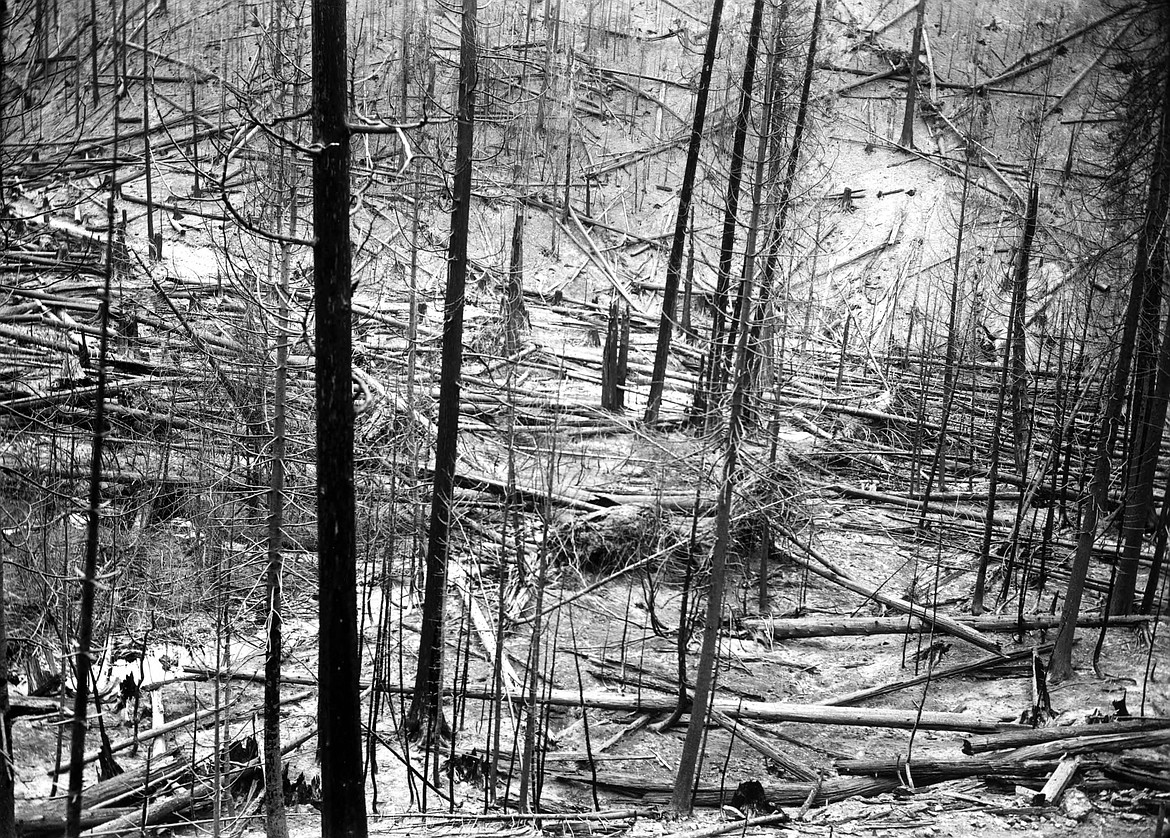 Burned trees along Placer Creek just outside Wallace following the fire.