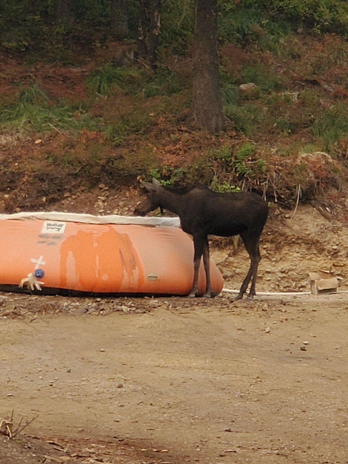 A moose drinks near the Character Complex fire on Tuesday. The Character Complex has burned 12,259-acres and is 10% contained.