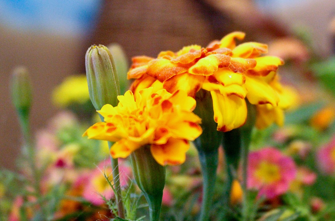 Marigolds, like these pictured, are great for planting around the garden to help keep unwanted bugs away.