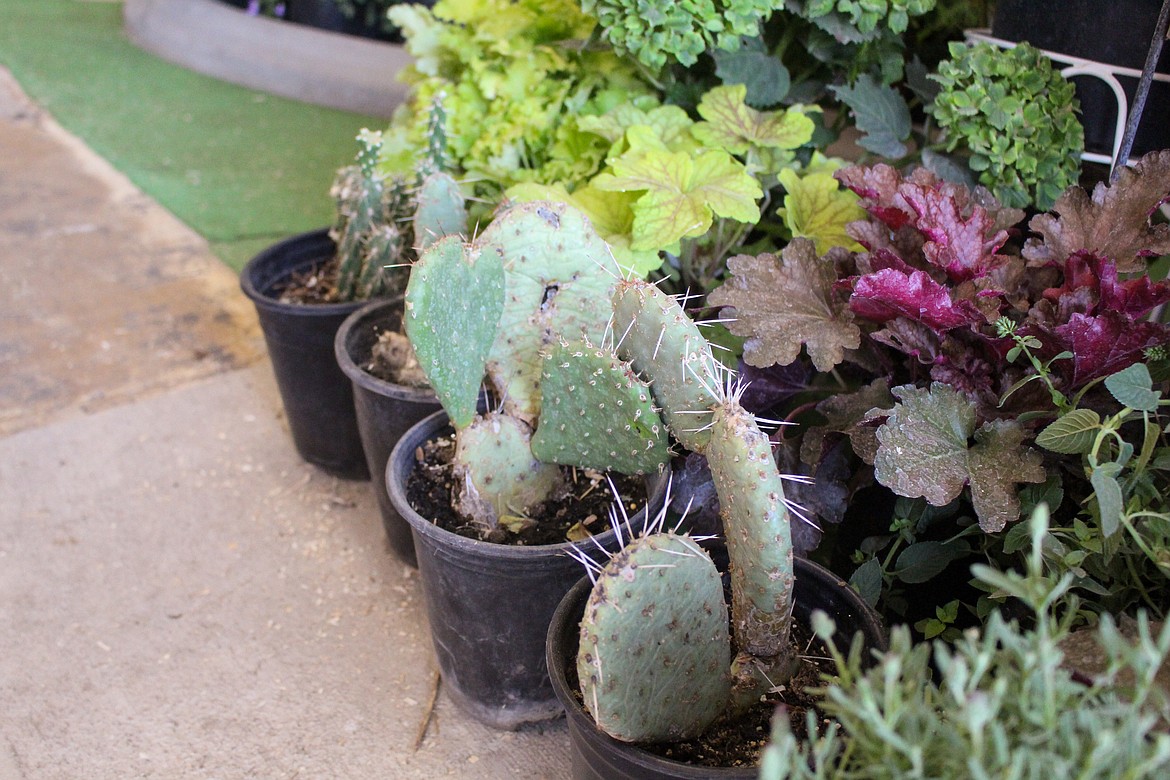 Succulents like these have continued to grow in popularity in recent years due to the ease of  maintaining and raising them.