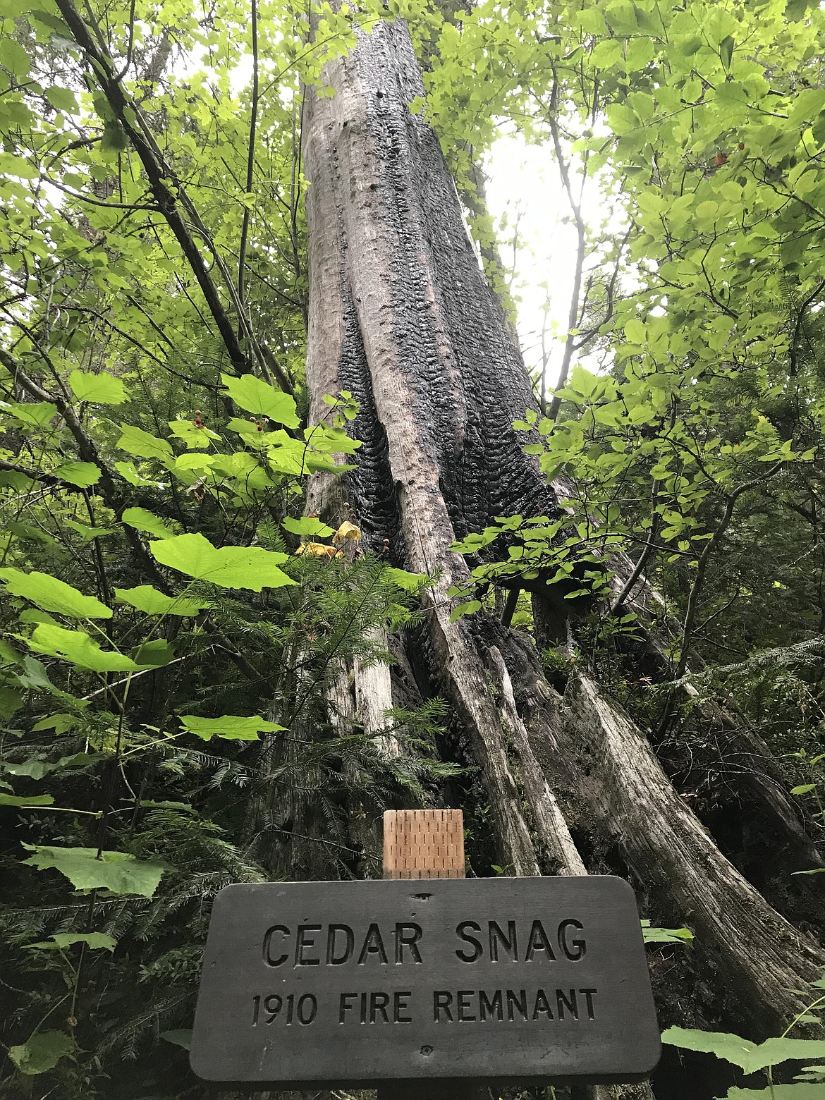 A Cedar snag that burned in 1910 can still be seen along the Pulaski Tunnel hiking trail today.