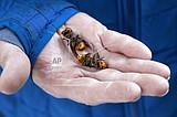 Asian giant hornet nest found in Washington state