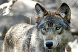 Biden backs end to wolf protections but hunting worries grow