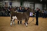 Market Livestock Sale has another record year