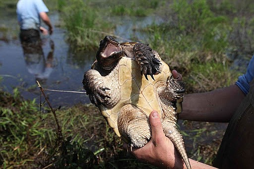 Critters of North Idaho: Common snapping turtle | Coeur d'Alene Press