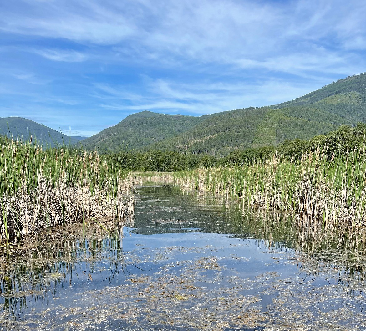 A wetland cell at Boundary-Smith Creek WMA.