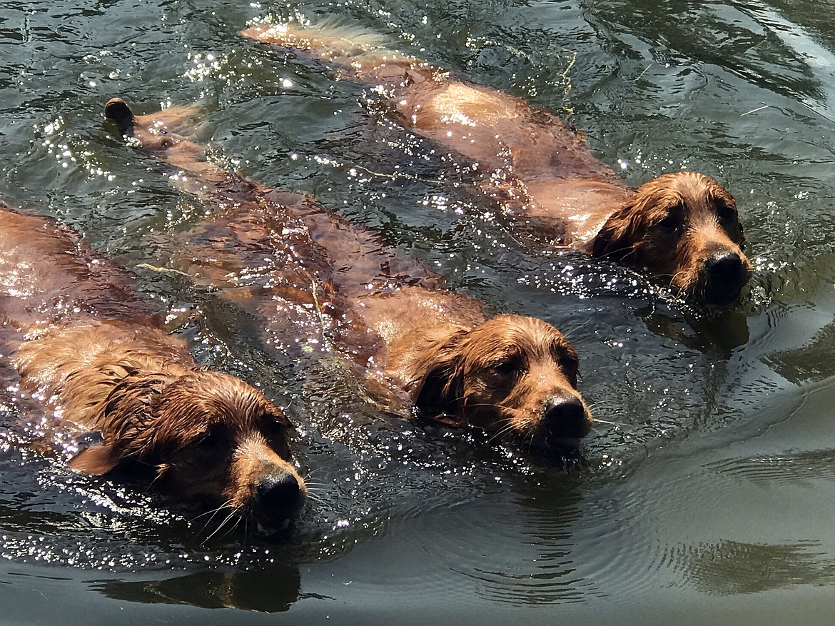 Shawna Erickson shared this Best Shot of synchronized swimming performed by a trio of four-legged family members. If you have a photo that you took that you would like to see run as a Best Shot or I Took The Bee send it in to the Bonner County Daily Bee, P.O. Box 159, Sandpoint, Idaho, 83864; or email them to bcdailybee@bonnercountydailybee.com.