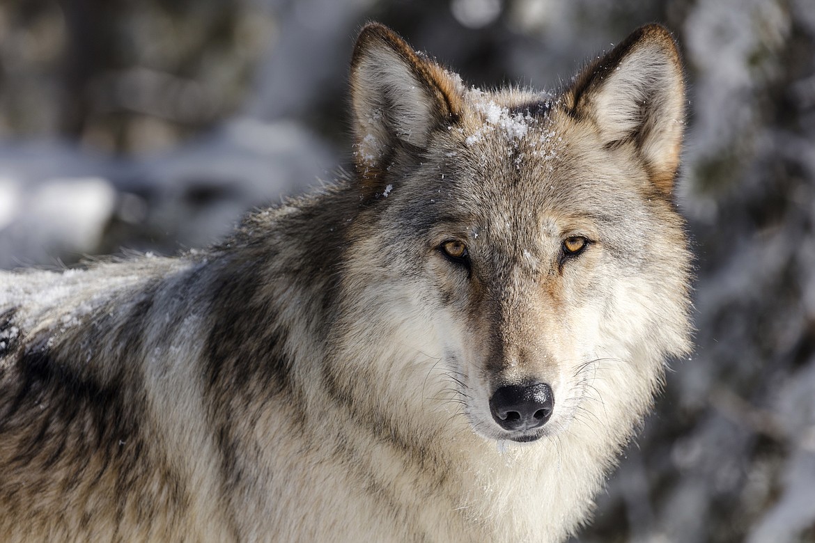 This Nov. 7, 2017 file photo provided by the National Park Service shows a wolf in Yellowstone National Park, Wyo. Two conservation groups on Wednesday, Aug. 25, 2021 asked the Biden administration to reinstate a federal monitoring program to oversee Idaho’s and Montana’s management of wolves following changes in wolf hunting laws in the two states intended to drastically reduce wolf numbers. (Jacob W. Frank/National Park Service via AP, File)
