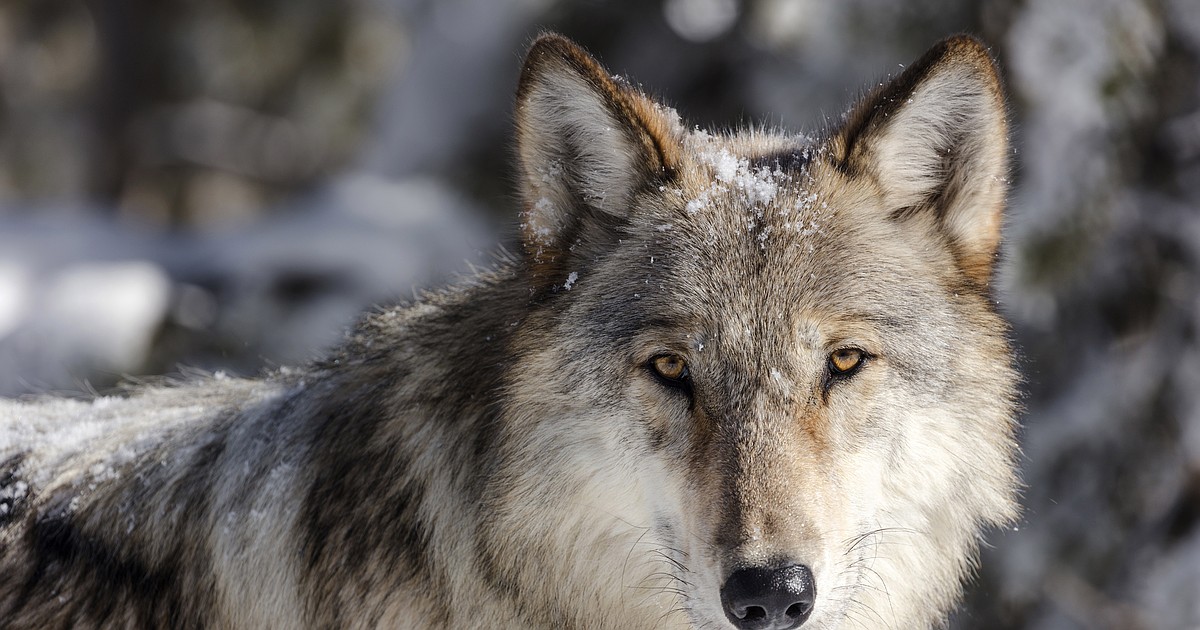 Montana wolf harvest decreased in 2025-26 season