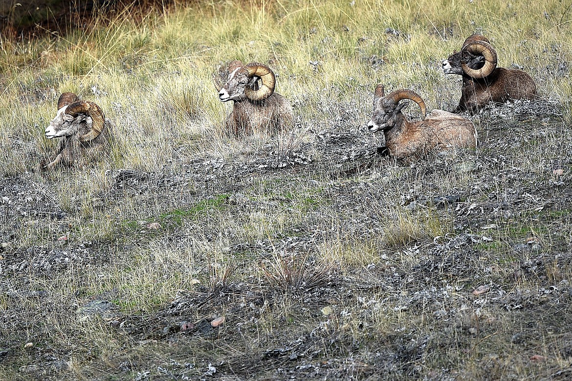 Bighorn sheep rest on a hillside on Wild Horse Island State Park in this Sept. 19, 2019, file photo. (Casey Kreider/Daily Inter Lake)