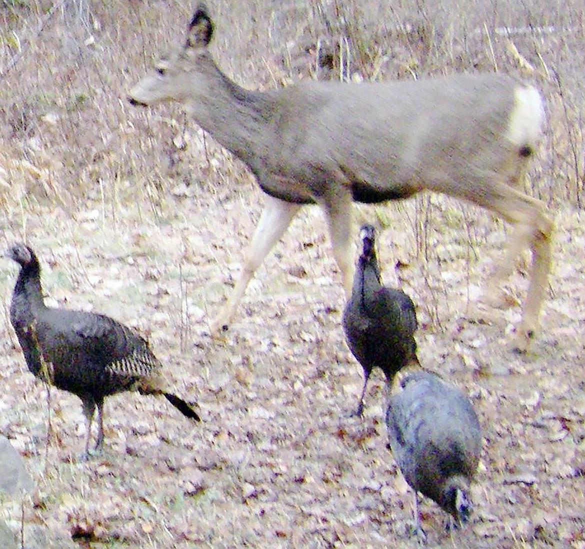 A mooching doe joins some turkeys in the daily sunflower seed scatter.