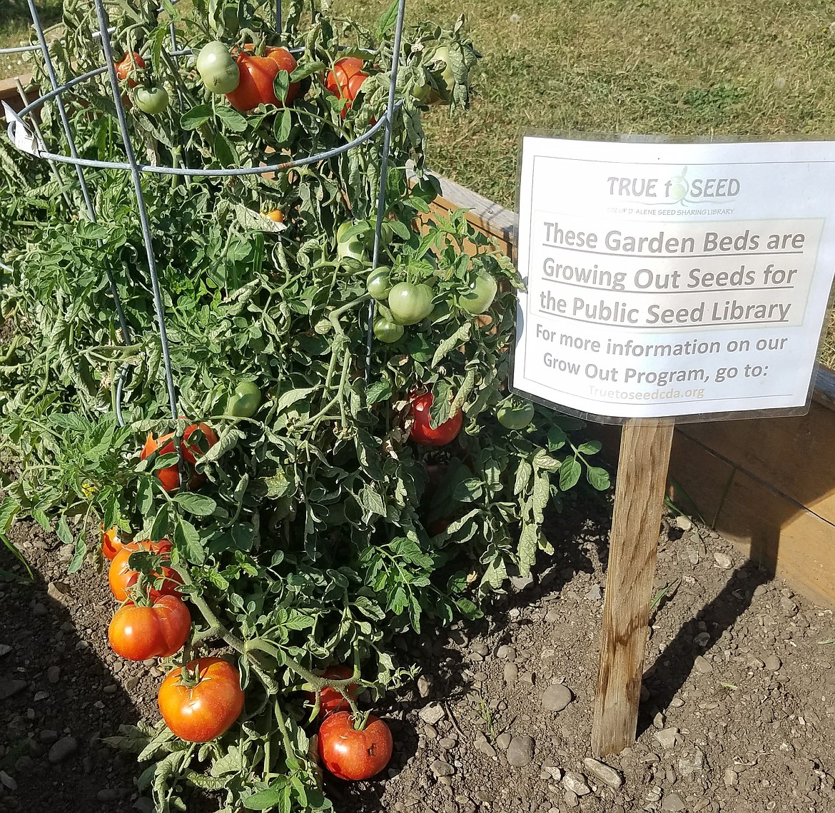 Seed from these "Sasha’s Altai" tomatoes grown by Idaho Master Gardeners will be donated to the True to Seed seed library.