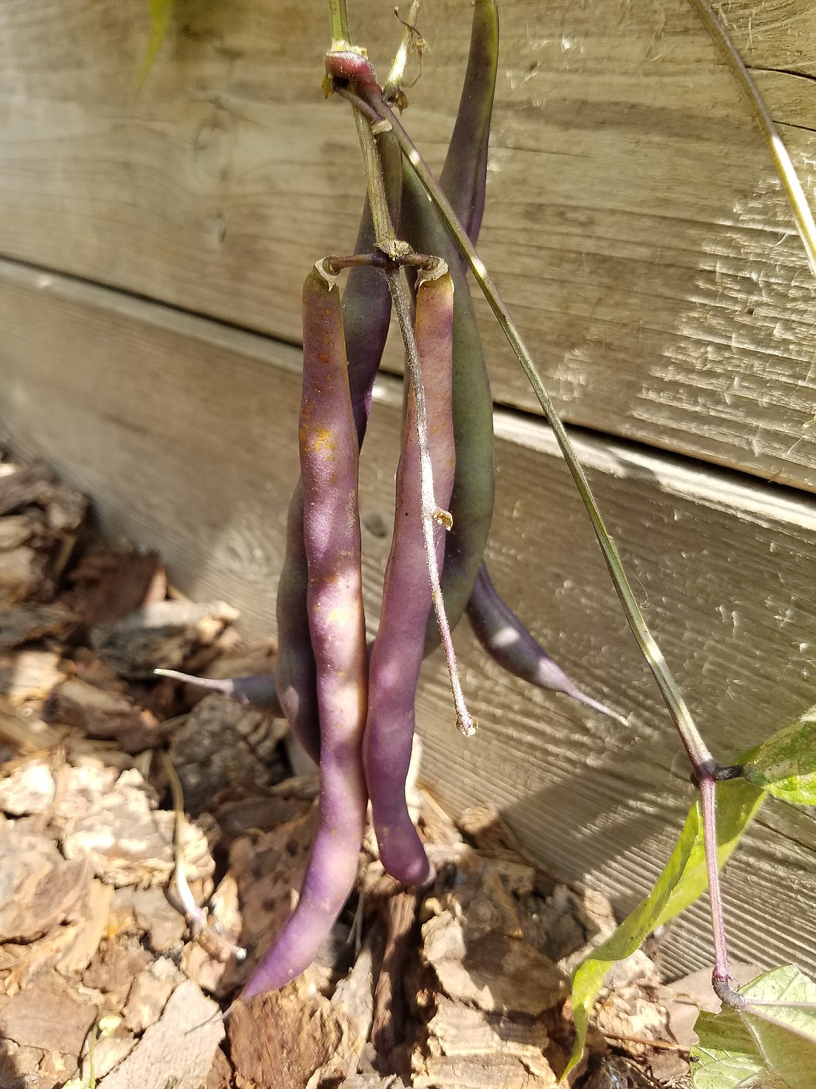 Beans can be left on the plant to dry completely or picked when “leathery” like these and hung to dry.