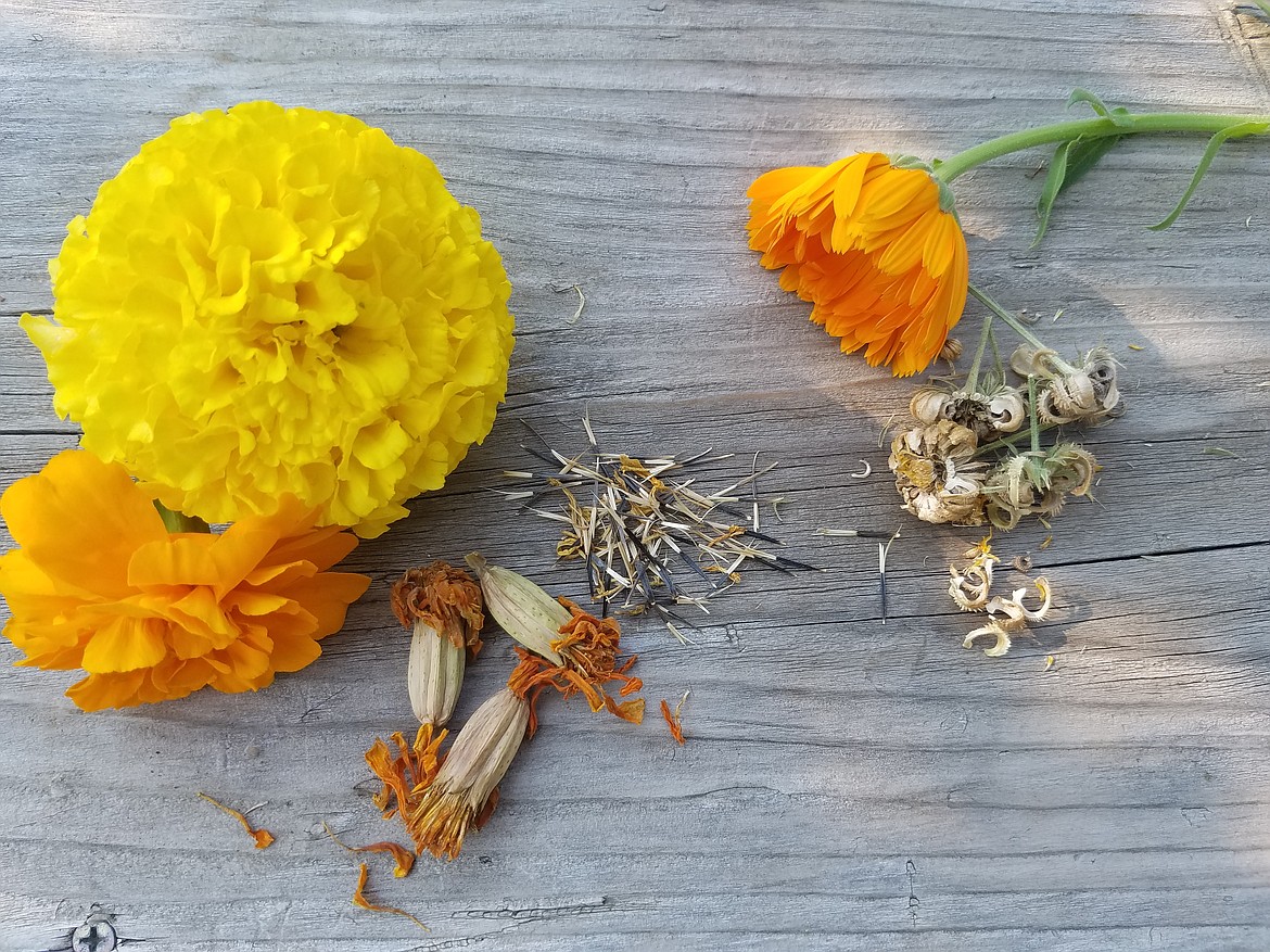 Save money by saving seed from annual flowers like marigolds and calendula.