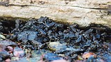 Opinion: Toadlets