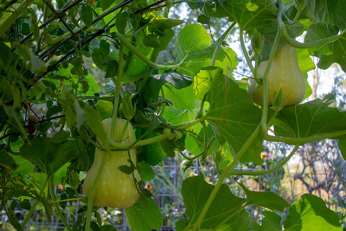 Butternut squash hang down from the vines in the garden behind Rhea Flores’ home outside Moses Lake.