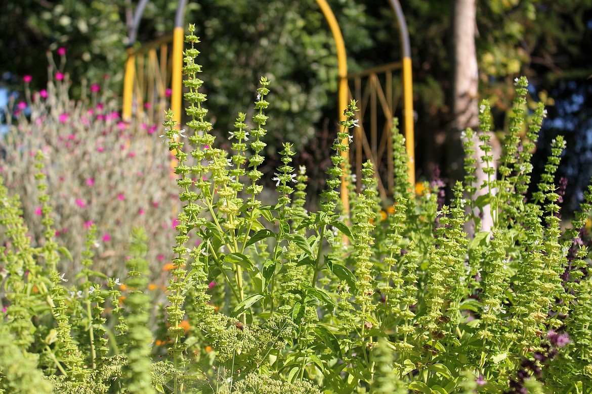 A collection of basil plants glimmer in the sun in Rhea Flores’ garden in Moses Lake.