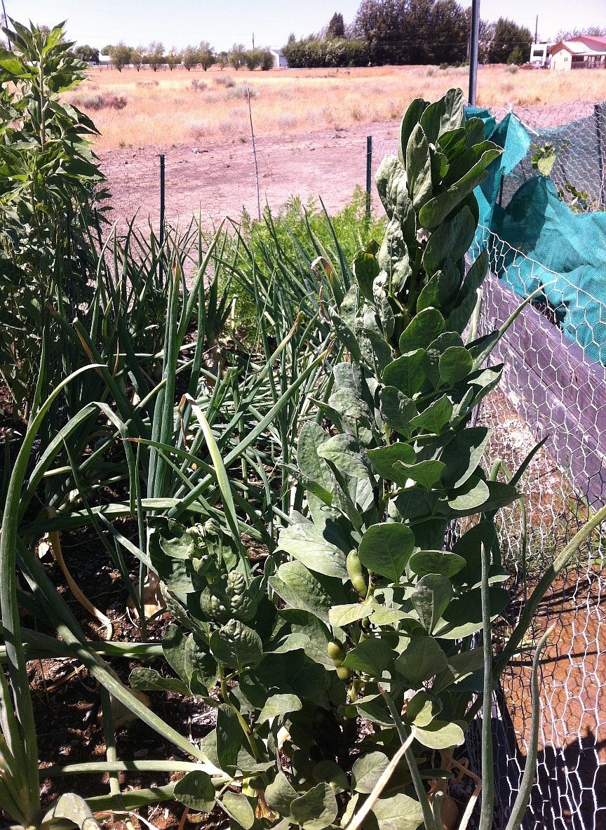 A fava bean plant thrives in a Basin garden.