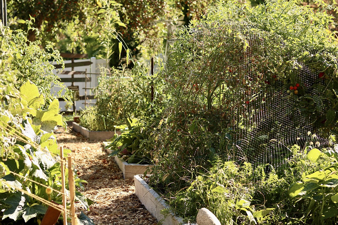 Shared Harvest Community Garden has operated over the last 13 years, donating over 59,000 pounds of food to local food assistance programs and families in need. HANNAH NEFF/Press