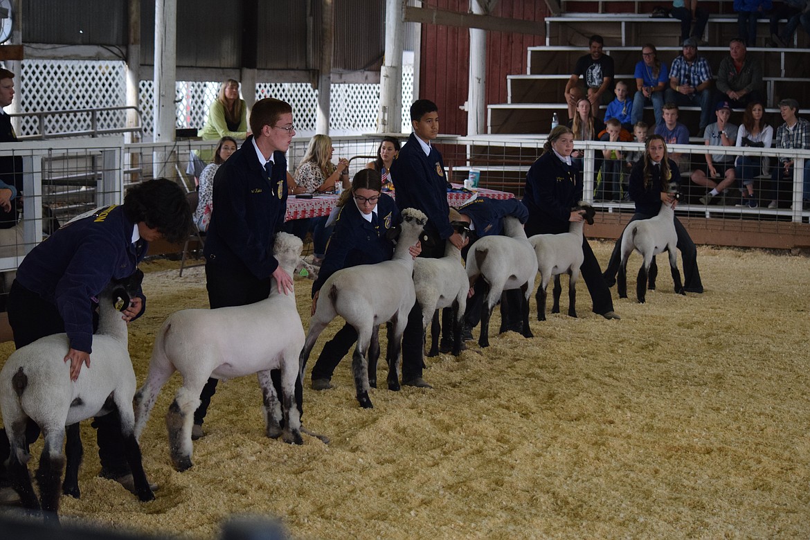 FFA members show their sheep at the Grant County Fair in August.