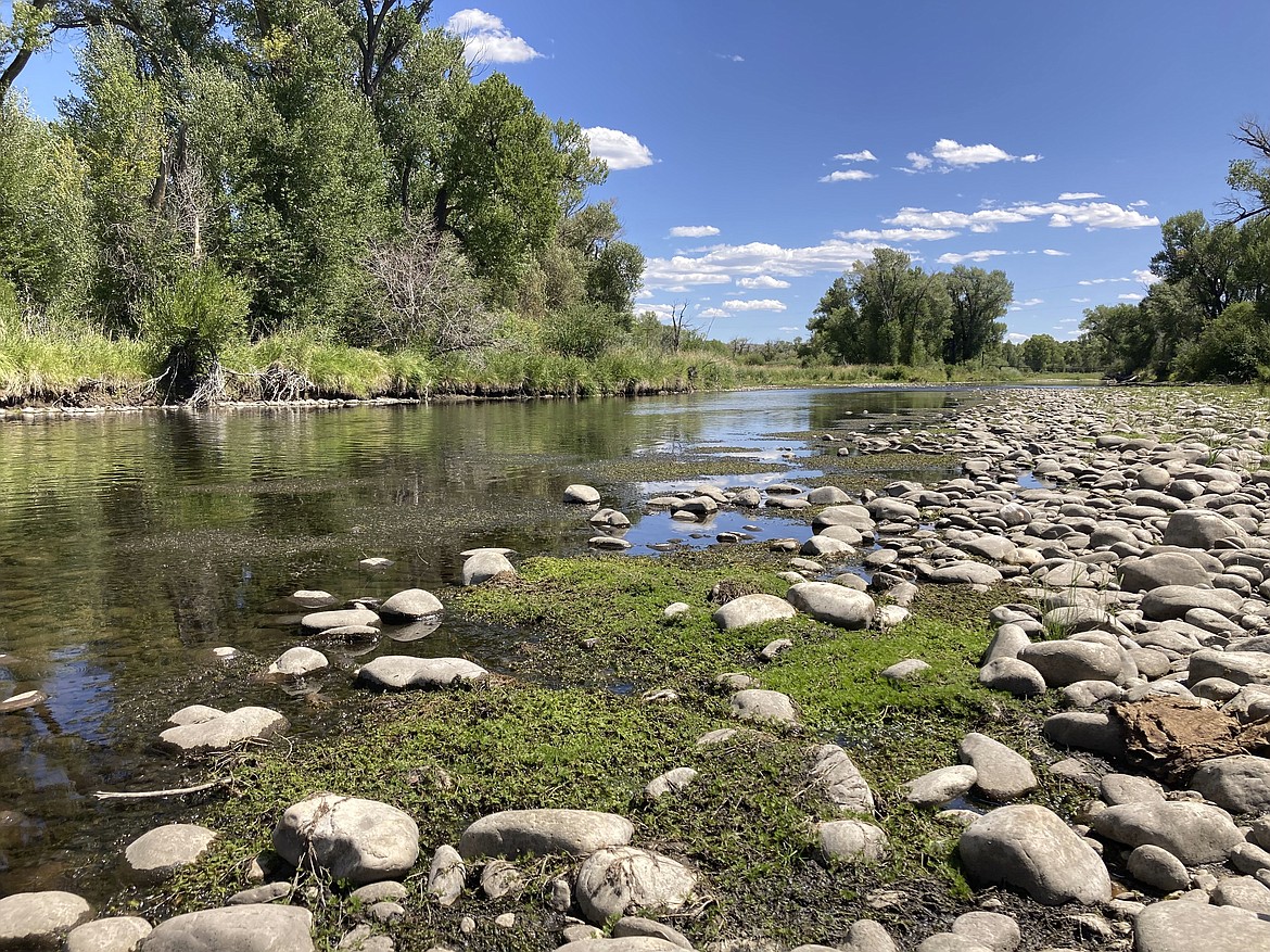 Exposed rocks and aquatic plants are seen alongside the North Platte River at Treasure Island in southern Wyoming on Tuesday, Aug. 24, 2021. The upper North Platte is one of several renowned trout streams affected by climate change, which has brought both abnormally dry, and sometimes unusually wet, conditions to the western U.S. (Mead Gruver/Associated Press)