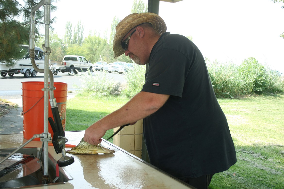 Greg Ringelstetter cleans part of his catch after a morning of fishing at Potholes Reservoir Saturday.