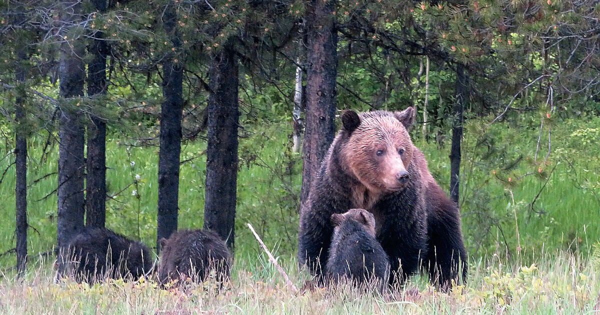 No charges in North Fork grizzly deaths Hungry Horse News