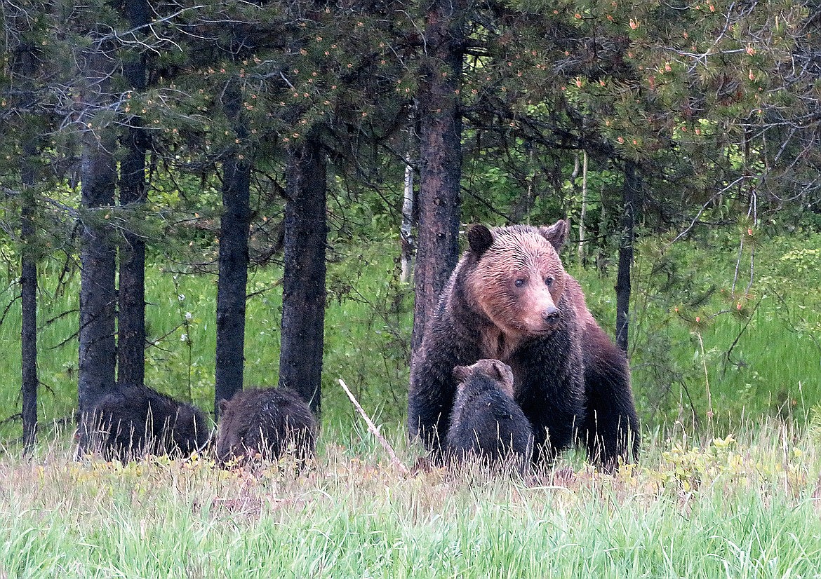 Monica, the iconic North Fork grizzly, and her cubs. (William K. Walker photo)