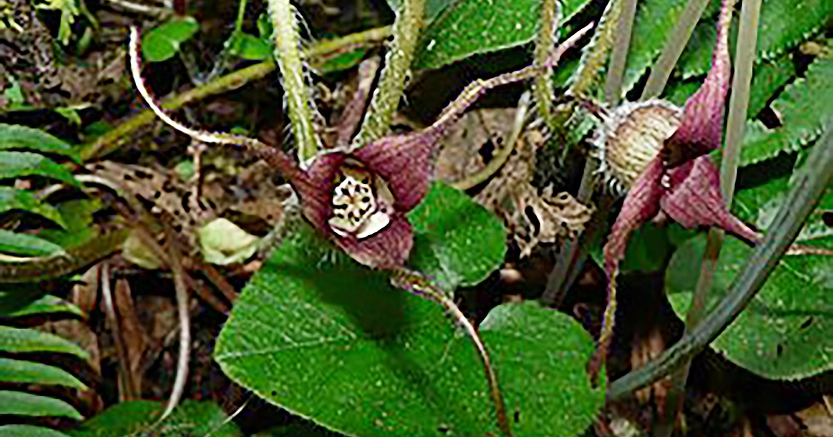 Wild Ginger Is An Ideal Groundcover In The Right Locations Bonner 