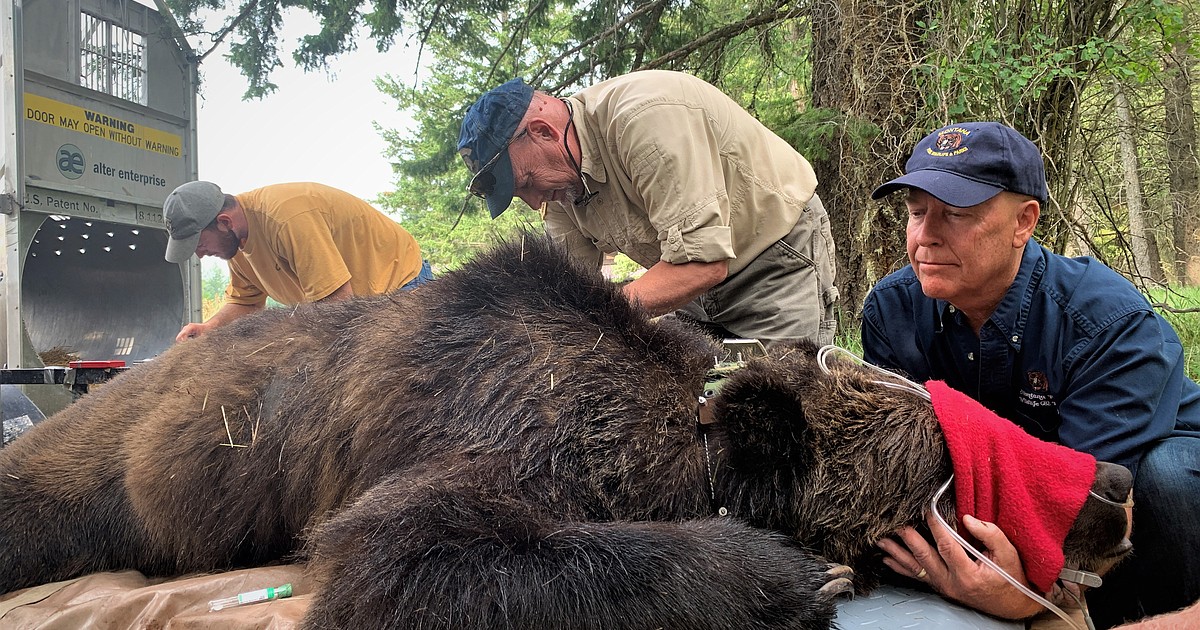 Bear Identification & Signs (Be Bear Aware) - IGBC