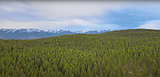 Forest conservation planned near Bigfork