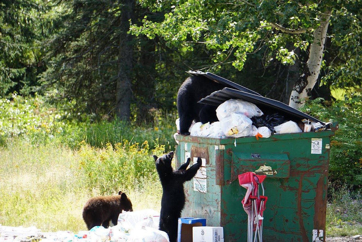 A family of black bears comb through a garbage dumpster in Whitefish in 2021. (Montana Fish, Wildlife and Parks photo)