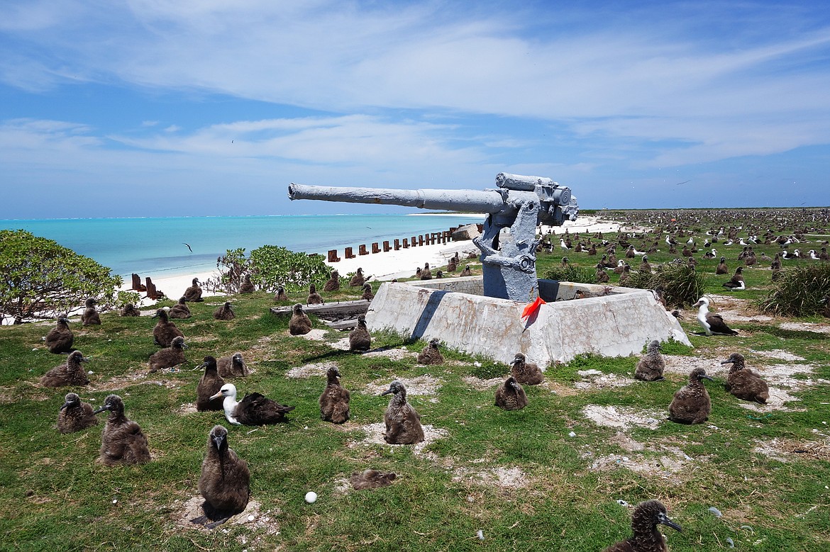 Today, Midway Island is a national wildlife refuge where birds are unafraid of humans, with only about 40 people protecting the atoll.