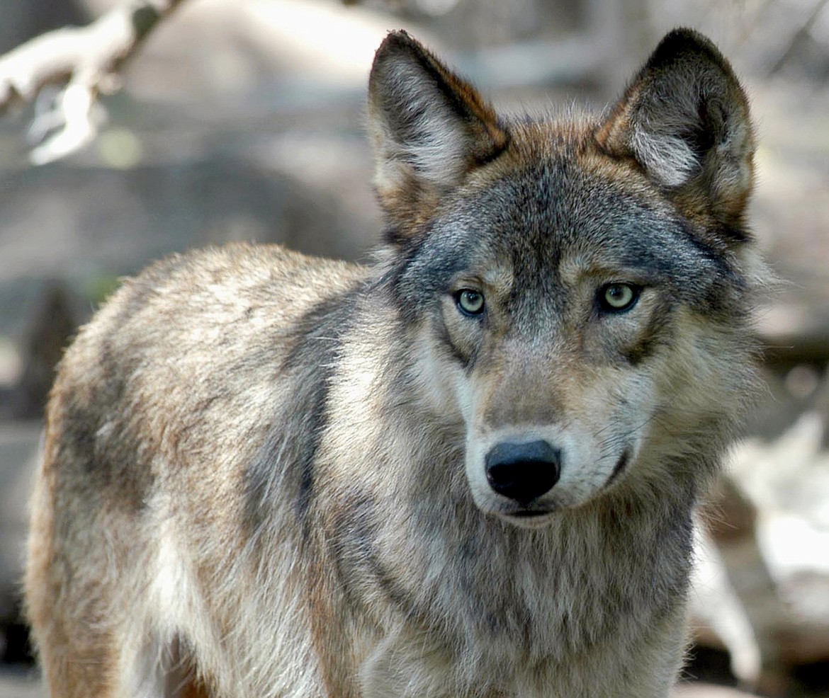 This July 16, 2004, file photo shows a gray wolf at the Wildlife Science Center in Forest Lake, Minn. (Dawn Villella/Associated Press)