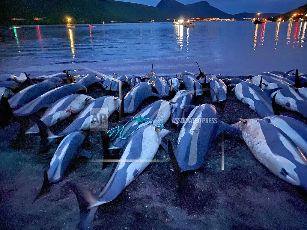 In this image released by Sea Shepherd Conservation Society the carcasses of dead white-sided dolphins lay on a beach after being pulled from the blood-stained water on the island of Eysturoy which is part of the Faeroe Islands Sunday Sept. 12, 2021. The dolphins were part of a slaughter of 1,428 white-sided dolphins that is part of a four-century-old traditional drive of sea mammals into shallow water where they are killed for their meat and blubber. The hunt in the North Atlantic islands is not commercial and is authorized, but environmental activists claim it is cruel. (Sea Shepherd via AP)