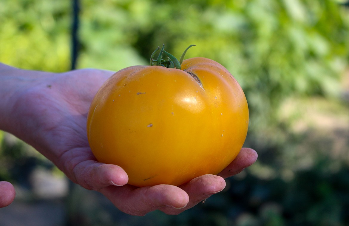 Lacey Jensen holds up an orange tomato, a new variety she and her husband grew this year that did particularly well.