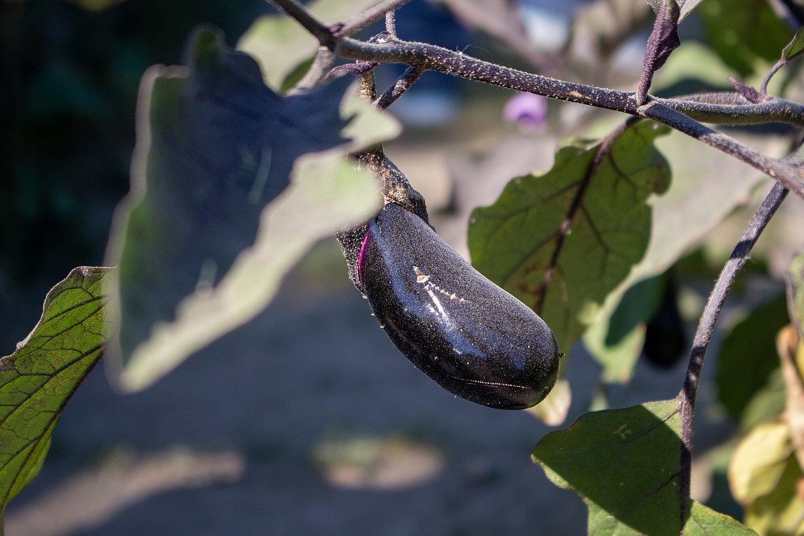 An eggplant hangs on the vine in Lacey and Darrel Jensen’s garden outside of Moses Lake.